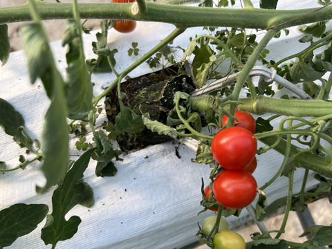 『ミニトマト1kg箱』『ピカピカ』新鮮＋ちょうどいい酸味　美味しい満足‼️トマト🍅〜