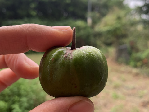 濃厚！甘酸っぱ～い『ベビーキウイ』家庭用 140g