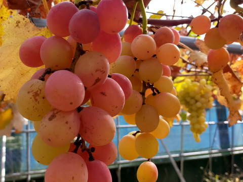 2キロmix期間中農薬不使用ぶどう