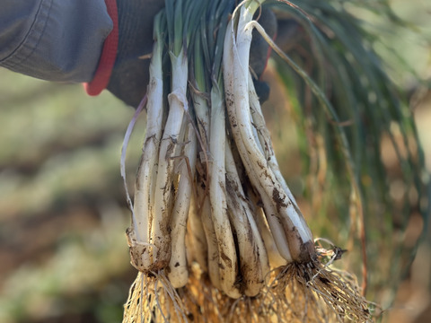沖縄 伊江島特産 島らっきょう 1.5kg