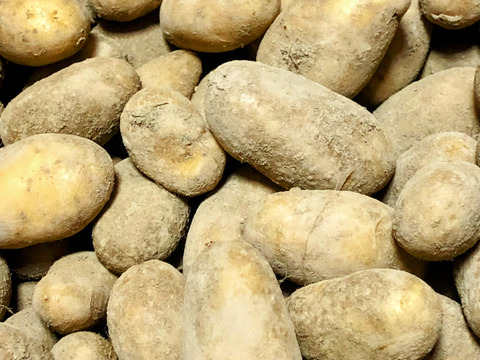 ※お買得【農薬・化学肥料不使用栽培】2025年産　青森県産　小粒(メークイン）　3ｋｇ