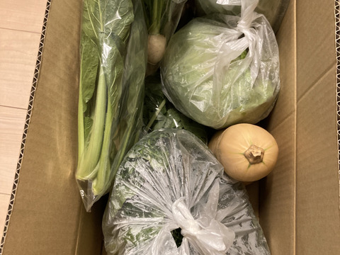 すぐ出荷『朝採れ、シャキシャキ！旬の魅力とほどよいボリューム！』農園自慢の情熱野菜セット9品目★Ｍセット