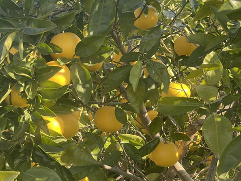 国産グレープフルーツ（ホワイト）　【農薬　防カビ剤　ワックス未使用】
箱込み約1.8キロ　（5個～7個）　酸っぱいです。