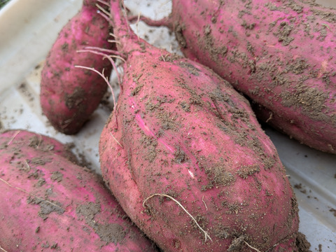 さつまいも5キロ さつまいも5kg ☆１枚目の写真が約1kgなので✕5☆掘りたて☆農薬、化学肥料、除草剤不使用☆