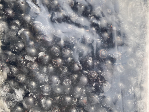 天然ナツハゼ　１キロ　京都産 プロトン冷凍