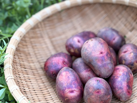 丸ごとローストが最高！ほくほく甘い『グラウンドペチカ』小ぶりサイズ | 五島産じゃがいも ２kg