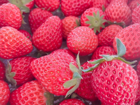 【小粒中心】サイズいろいろバラ詰めいちご（紅ほっぺ）700ｇ×2箱