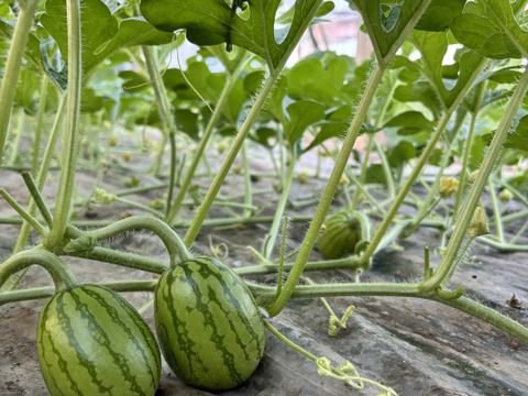 【数量限定】シャリ感甘みしっかり「味一番スイカ」5キロ