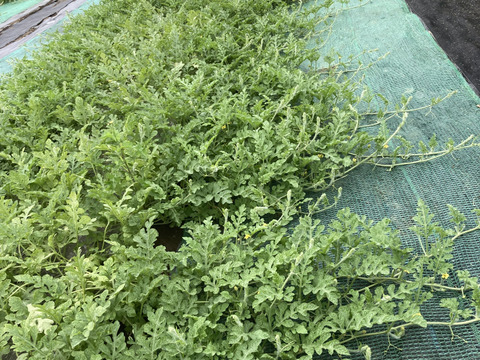 三浦小玉スイカ4から6個入