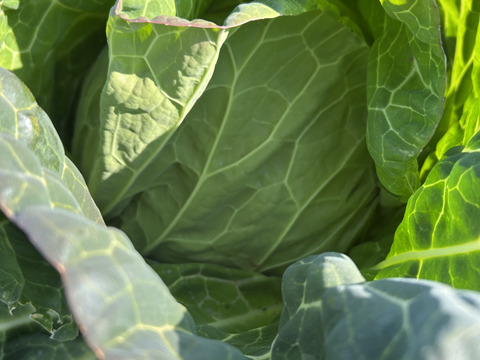 やわらか春キャベツ　5玉