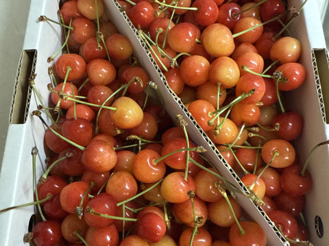 〈訳あり加工〉　佐藤錦　一キロバラ　　順次発送　さくらんぼ