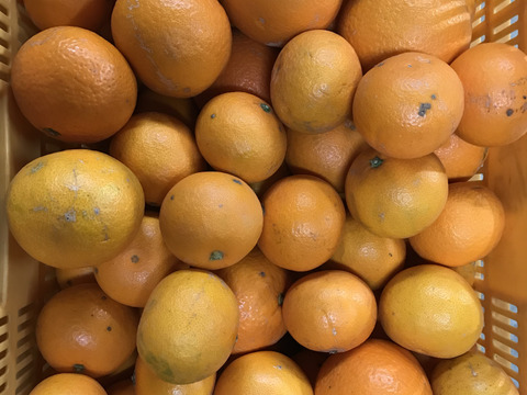 果汁たっぷり清見オレンジ　5kg　サイズ混合