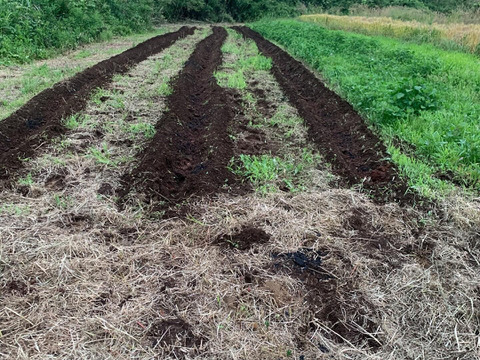 草と菌、天水で育てた 島かぼちゃ（八丈島系）　3kg