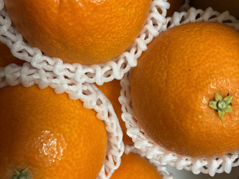 【秀品】まどんな 2kg みんなトリコになる“”プルプル“”新食感♡高級柑橘♫愛媛みかん！【冬ギフト】