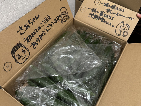 【きゅうり】南国宮崎のてげうまきゅうり（5ｋｇ）