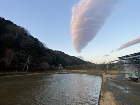 伊勢ヒカリ　もちもち玄米（農薬化成未散布栽培）