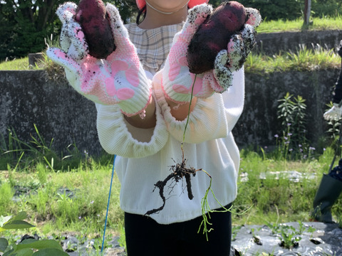 デストロイヤー！！（グラウンドペチカ）2キロ