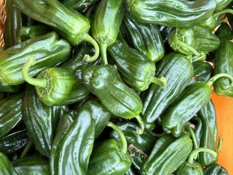 西日本一の夏秋ピーマン産地大分のピーマン　１キロ