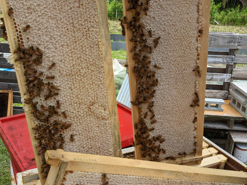 ハーブの香り満載のカモミール蜂蜜『クリームはちみつ』豊田市産150g