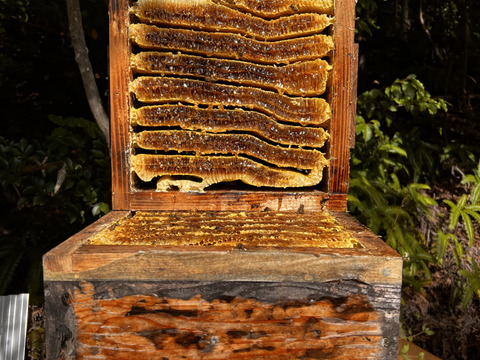 野生日本蜜蜂の発酵蜜【非加熱の生はちみつ】110g 1瓶