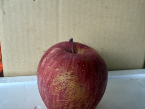 山形県産りんご「サンふじ」家庭用5キロ(13〜20玉)