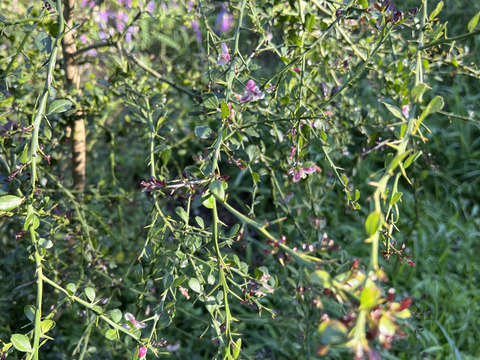 太陽をたっぷり浴びた露地栽培の
フィンガーライム
(少しのキズあります)　50g