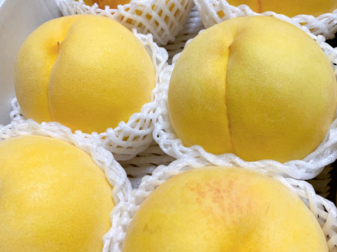 【職人技】黄桃　品種は何が届くかお楽しみ♪3㎏（6-11玉）