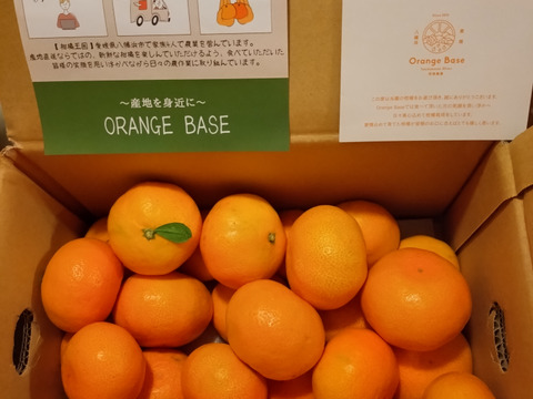 【愛媛の旬のみかん！】暁みかん3kg　S〜Lサイズ　11月中旬頃発送開始！