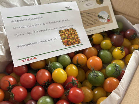 《食卓に彩りを》ビビッドカラフルミニトマト(1.3㎏)【トマト食べ比べ】