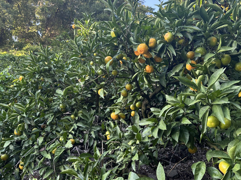 有田みかん混合10kg家庭用
