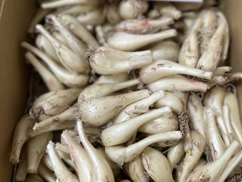 鹿児島県産！砂丘らっきょう！（漬込み用）2kg：鹿児島県産のその他