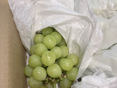 【2025年 ご予約🉐】果汁たっぷり！シャインマスカット家庭用約3kg(6〜10房)