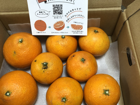 まるで天然ゼリー！まどんな（ご家庭用・2㎏）※１２月上旬発送