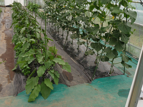 旬の新鮮キュウリ(1500㌘)13本〜16本施設栽培(新鮮バジル葉試食用付き)