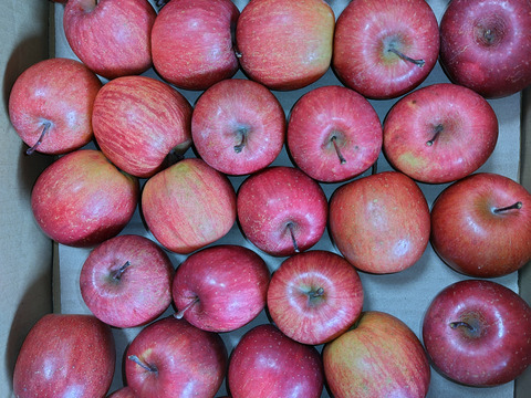 【ジュース加工用・極小玉 バラ詰め】サンふじ🍎約4.5Kg🍎手のひらサイズ　加工用りんご　青森県産　数量限定