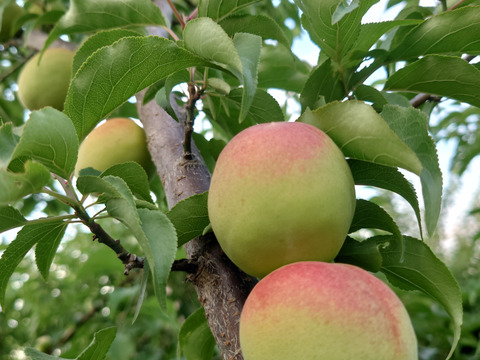 甘い香り漂う1kg【梅干し・ジャム用】中熟〜完熟大粒南高梅