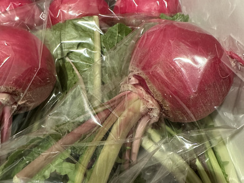 可愛い赤かぶ【もものすけ】❗️お漬物やサラダに！8本入り‼️手で皮がツルッと剥けます‼️