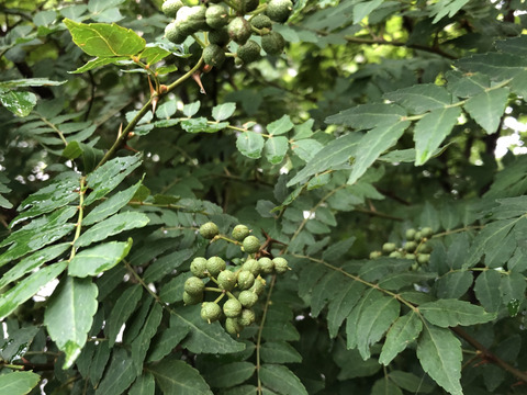 自然農栽培 山椒の実100グラム　山椒の葉もお入れしてお届けいたします採れたてをすぐ冷凍して、冷凍便でお送りいたします。