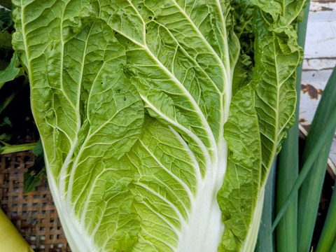 【群馬県産】冬のお野菜セット『7品目』