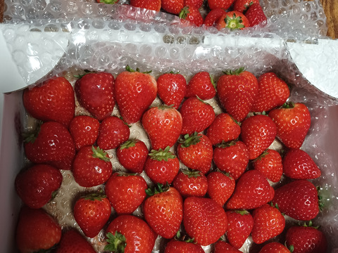 シーズン残りわずか！栃木県産とちあいか！たっぷり約1kg！規格外のため格安！甘くて酸味が少ない品種です！