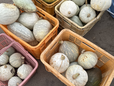 ホクホク美味しい！白皮栗かぼちゃ【蓼科野菜】