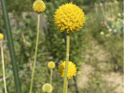 【10本、40㎝】クラスペディア〜黄色いまんまるいのがキュートで可愛い〜