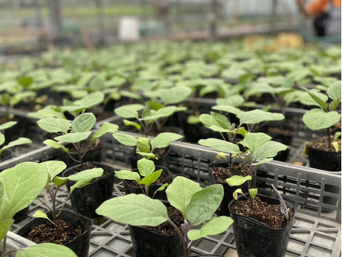 朝取り！訳あり！ナス(黒陽)　2キロ(5〜8本)