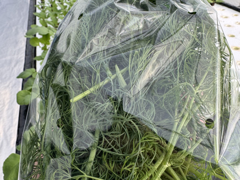 【店では買えないレアな新鮮ディル】お魚🐟が作った🌱香り味抜群‼️これ無しでは料理は始まらない‼️