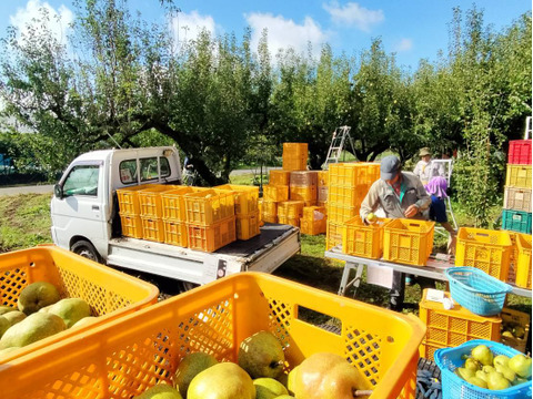 ラフランス　100％ストレートジュース180ml　30本セット【賞味期限間近なので大特価割り引き中‼】