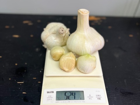 【お試しパック】ジャンボニンニク　５００ｇ　ニンニクの料理に最適