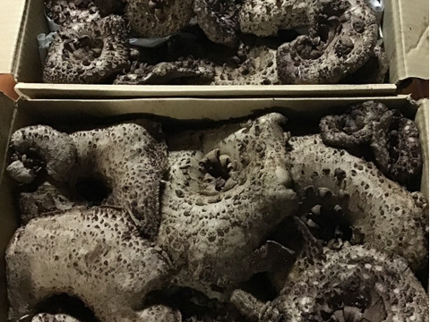 【秋茸の嬢王】香茸/コウタケ/ イノハナ/獅子茸/300g