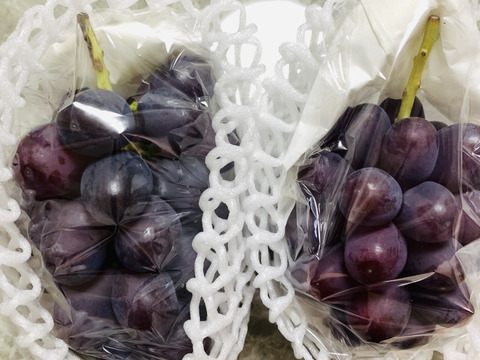 長野県限定品種！クイーンルージュ1房（約500g）