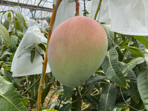 ★数量限定★ご家庭用　沖縄県産キーツマンゴー　2kg（4～6玉）