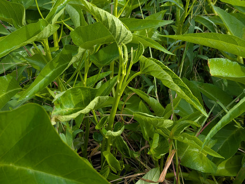 空芯菜 1.4キロ ちょっと育ちすぎかも：長野県産のその他葉物野菜